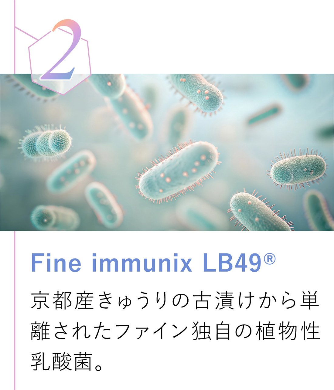京都産きゅうりの古漬けから単離されたファイン独自の植物性乳酸菌。