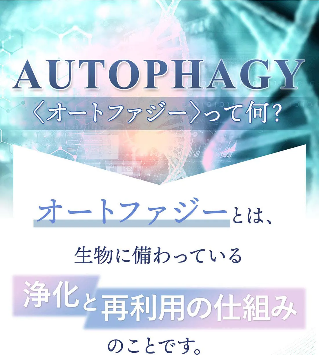 オートファジーとは、生物に備わっている細胞内の浄化と再利用の仕組みのことです。