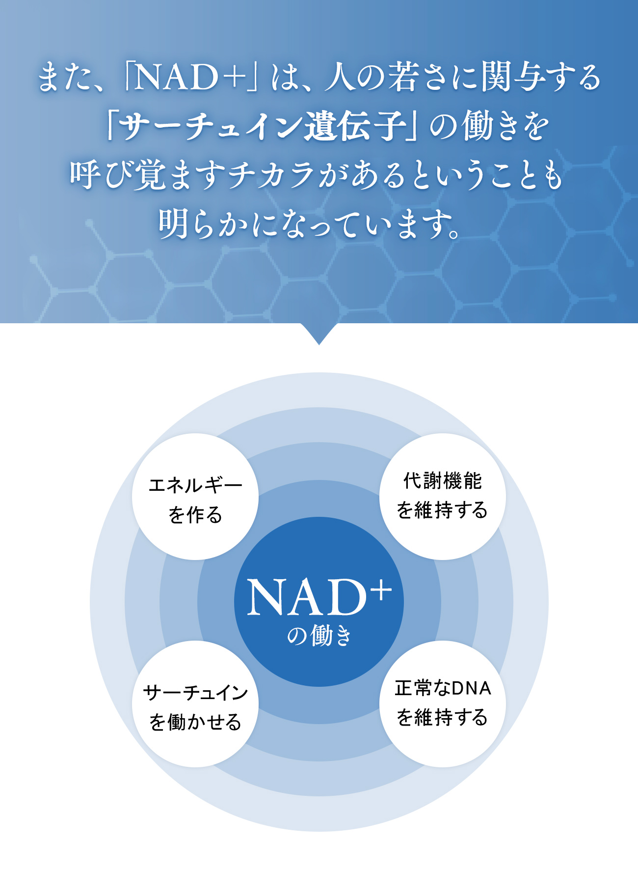 NAD+は人の若さに関与するサーチュイン遺伝子の働きを呼び覚ますチカラがあるということも明らかになっています。